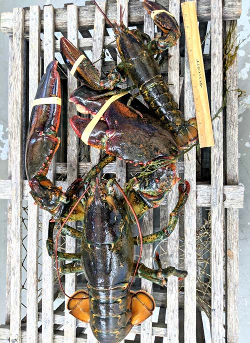 fresh lobster